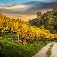 Buy canvas prints of Autumn vineyards against old ruin of Hinterhaus castle in Spitz. by Sergey Fedoskin
