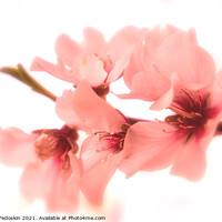 Buy canvas prints of Blossom peach. Spring tree with pink flowers. by Sergey Fedoskin