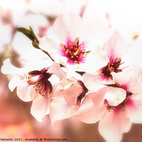 Buy canvas prints of Blossom peach. Spring tree with pink flowers. by Sergey Fedoskin