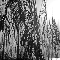 Buy canvas prints of Sea oats by Brian Kreitzer