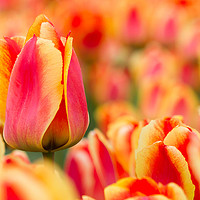 Buy canvas prints of Dutch tulip by Hamperium Photography