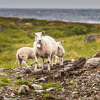 Buy canvas prints of Lamb by Hamperium Photography