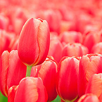 Buy canvas prints of Red tulip by Hamperium Photography