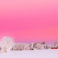 Buy canvas prints of A pink winter  sunset in Sweden by Hamperium Photography