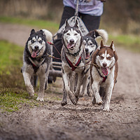 Buy canvas prints of Siberian huskies during a race by Hamperium Photography