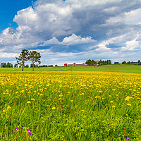 Buy canvas prints of Spring in Sweden  by Hamperium Photography