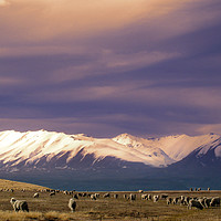 Buy canvas prints of Sheep in New Zealand by Hamperium Photography