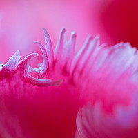 Buy canvas prints of Tulip petal macro. by Tartalja 