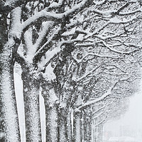 Buy canvas prints of  Trees and snow by Tartalja 
