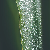 Buy canvas prints of Yucca palm leaf covered with water drops, natural background, se by Tartalja 