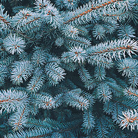 Buy canvas prints of Blue spruce branch close-up, natura new year background by Tartalja 
