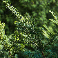 Buy canvas prints of green spruce branches by Andrey Lipinskiy