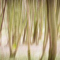 Buy canvas prints of Woodlands Abstract by M Meadley