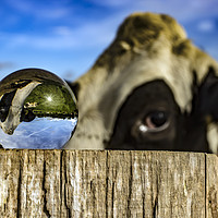Buy canvas prints of From Grass to Glass 3 - What You Looking At by Ian Haworth