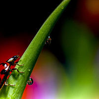 Buy canvas prints of Ladybird and waterdrops by Ian Haworth