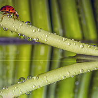 Buy canvas prints of Ladybird, waterdrops and reflections by Ian Haworth