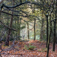 Buy canvas prints of Autumn In The Woods by Ian Haworth