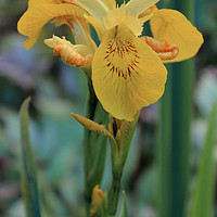 Buy canvas prints of Yellow Iris Flower by bethan griffiths