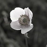 Buy canvas prints of black and white flower by bethan griffiths