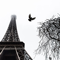 Buy canvas prints of Eiffel Bird by Paul Childs