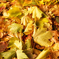 Buy canvas prints of Maple leaves in autumn by Gaukhar Yerk