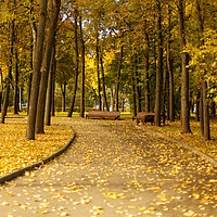 Buy canvas prints of Benches in the autumn park by Gaukhar Yerk