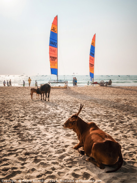 Indian cows against sailboards on the beach in Ind Picture Board by Andrei Bortnikau