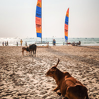 Buy canvas prints of Indian cows against sailboards on the beach in Ind by Andrei Bortnikau