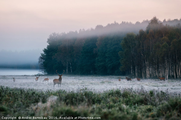 Red deer with his herd on foggy field in Belarus. Picture Board by Andrei Bortnikau