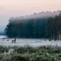 Buy canvas prints of Red deer with his herd on foggy field in Belarus. by Andrei Bortnikau