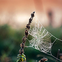 Buy canvas prints of Cobweb in frost at morning. Ice on the spider's we by Andrei Bortnikau