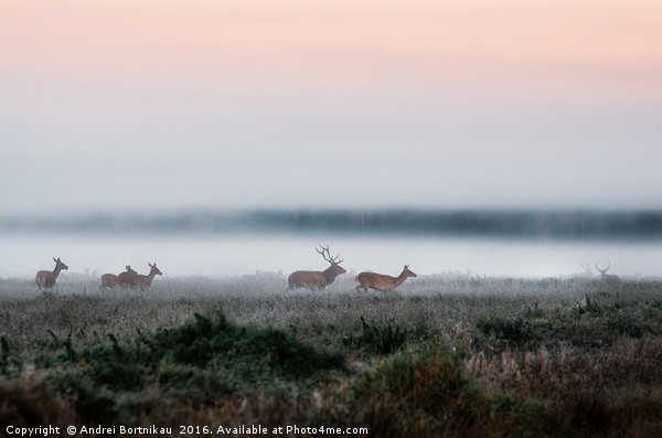 Herd of red deer on foggy field in Belarus. Picture Board by Andrei Bortnikau