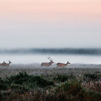 Buy canvas prints of Herd of red deer on foggy field in Belarus. by Andrei Bortnikau