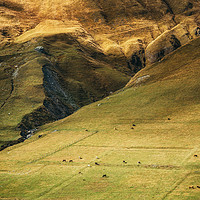 Buy canvas prints of Cows graze on the huge mountainside by Andrei Bortnikau