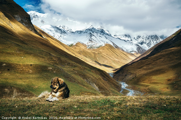 Dog against Enguri river and Shkhara mountain. Geo Picture Board by Andrei Bortnikau