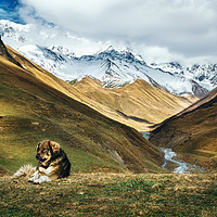 Buy canvas prints of Dog against Enguri river and Shkhara mountain. Geo by Andrei Bortnikau