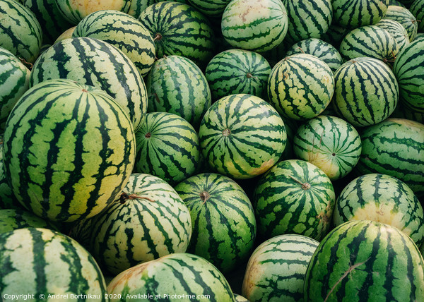 Green watermelons with black stripes Picture Board by Andrei Bortnikau