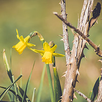 Buy canvas prints of daffodils by Plamena Velikova