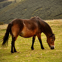 Buy canvas prints of exmoor pony by patricia cannock