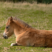 Buy canvas prints of An Exmoor Foal by patricia cannock