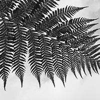 Buy canvas prints of Fern Art by Alfie Bowen