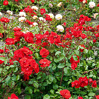 Buy canvas prints of Roses on flowerbed by Igor Krylov