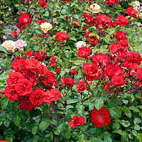 Buy canvas prints of Roses on flowerbed  by Igor Krylov