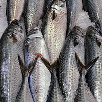 Buy canvas prints of Fish  by Igor Krylov