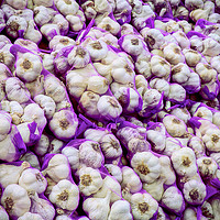 Buy canvas prints of Garlic for sale by Igor Krylov