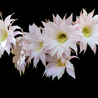 Buy canvas prints of Flowers of cactus isolated on black by Igor Krylov