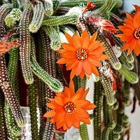 Buy canvas prints of Flowers of Rats Tail cactus by Igor Krylov