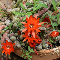 Buy canvas prints of Flowers of Rats Tail cactus by Igor Krylov