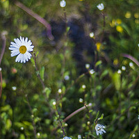 Buy canvas prints of Daisy Droplets by Andrew Button