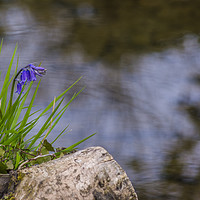 Buy canvas prints of Lonely Bluebell by Andrew Button